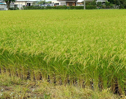 もうすぐ収穫 頭を垂れる稲穂かな