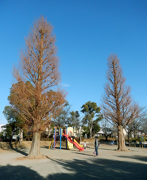 今冬最強寒波到来 けやき台公園