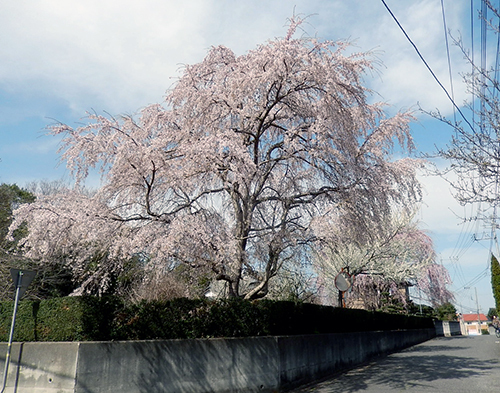 南守谷の桜屋敷2020 南守谷の桜屋敷2020