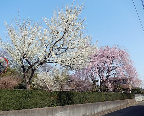 南守谷の桜屋敷2020 南守谷の桜屋敷2020_02