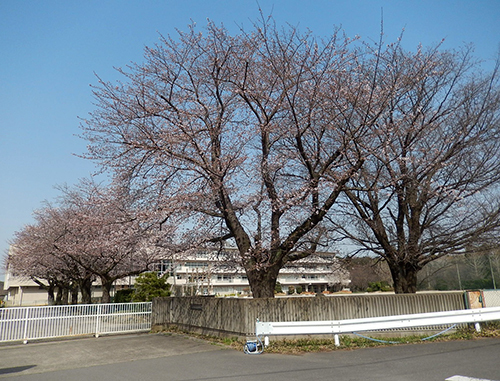市立愛宕中学校正門前 市立愛宕中学校正門前01