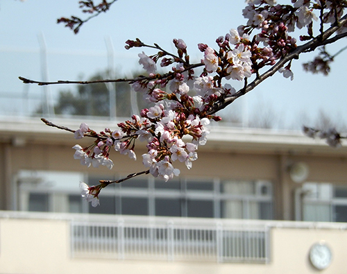 市立愛宕中学校正門前 市立愛宕中学校正門前02