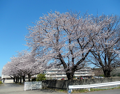 愛宕中学校正門前 愛宕中学校正門前