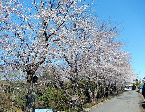 取手市戸頭公園北 取手市戸頭公園北