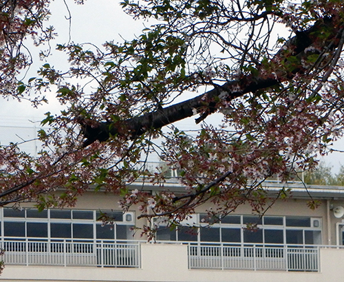 市立愛宕中学校 市立愛宕中学校のサクラ