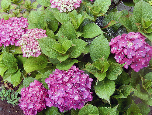 花言葉は移り気 花言葉は移り気