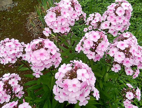 貝塚さんからもらった花 貝塚さんからもらった花