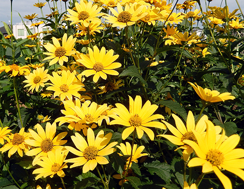 前の家の庭に咲いていた花 前の家の庭に咲いていた花