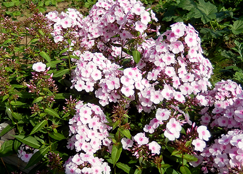 前の家の庭に咲いていた花02 前の家の庭に咲いていた花02