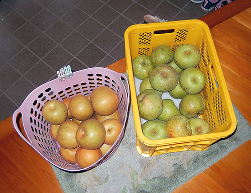「新高」と「かおり」 「新高」と「かおり」