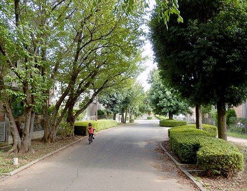 けやき台の遊歩道 けやき台の遊歩道