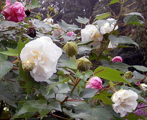雨に打たれて寒そう 雨に打たれて寒そう