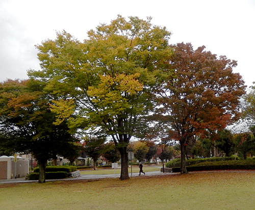 けやき台公園 けやき台公園