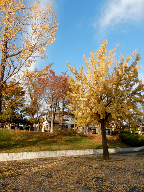 戸頭公園の銀杏 戸頭公園の銀杏