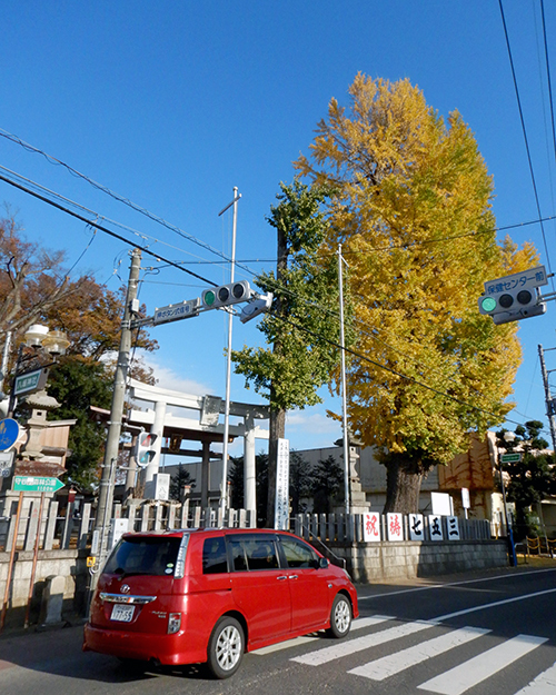 八坂神社の銀杏