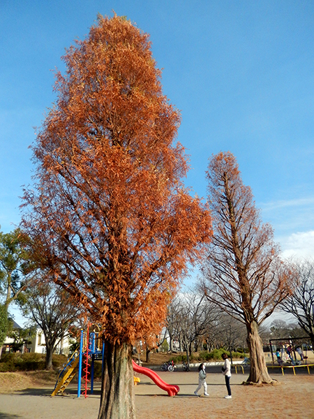けやき台公園 けやき台公園