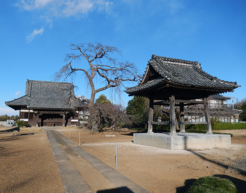 天台宗西林寺のシダレザクラ 天台宗西林寺のシダレザクラ